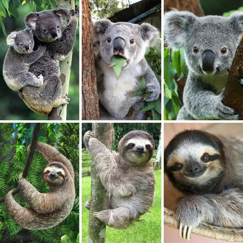 Embroidery Australia - 5D เพชรภาพวาด Sloth Koala ออสเตรเลียสัตว์ DIY